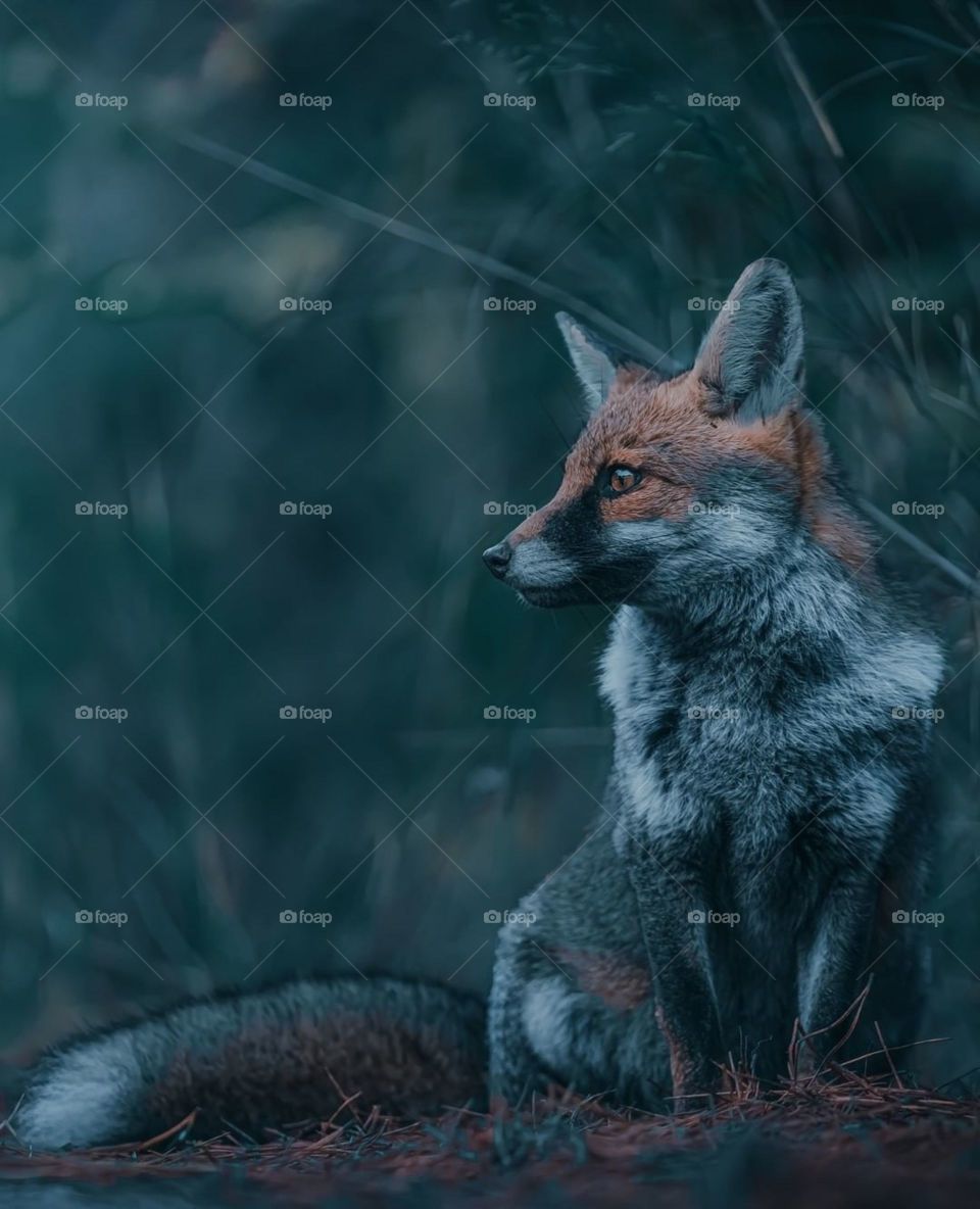 wild life photography fox