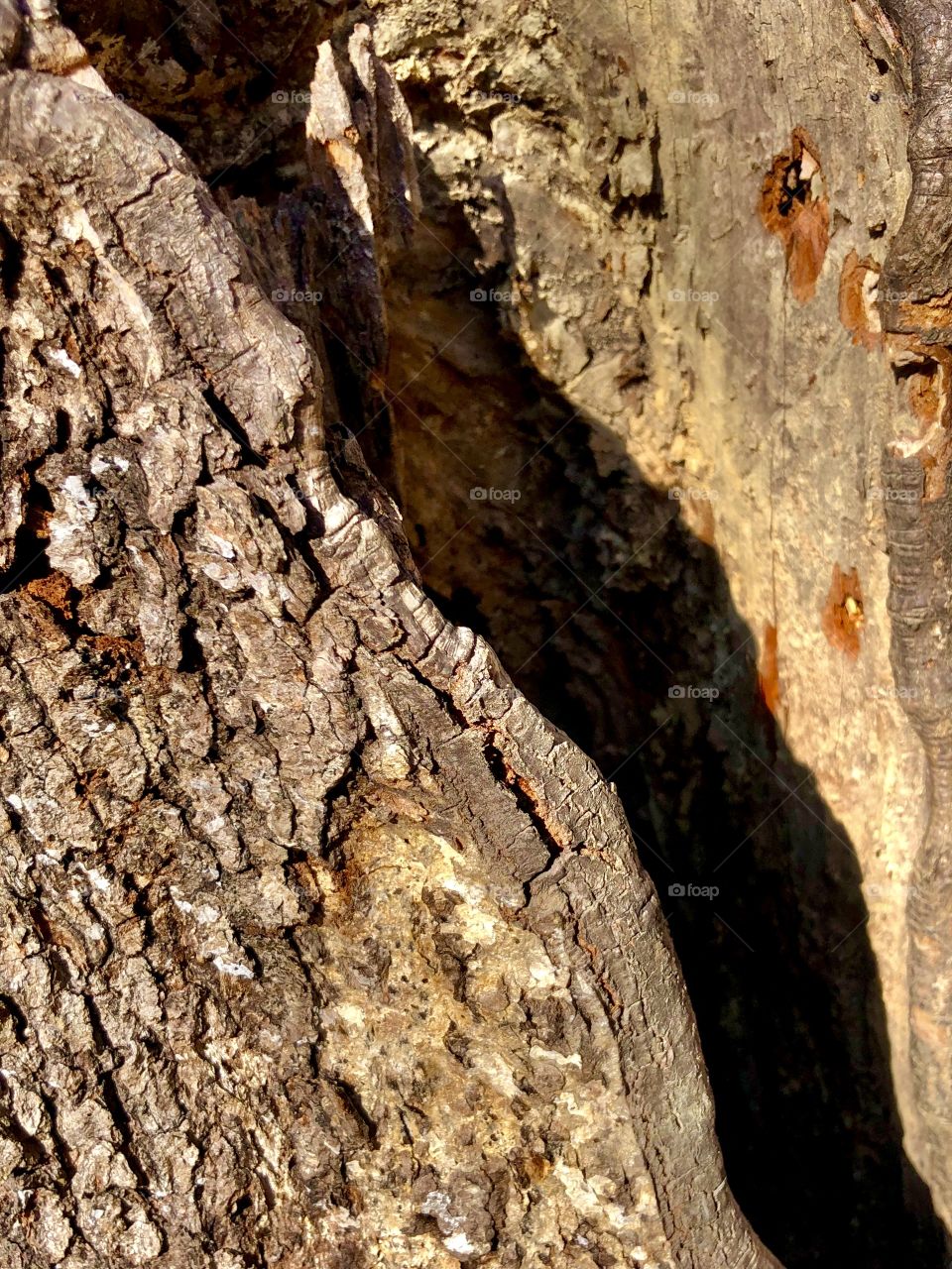 Closeup full frame view of hollow tree inner and outer bark 