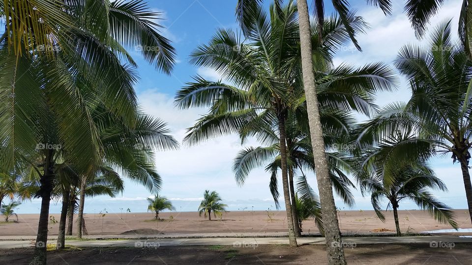 Beach, Sand, Tropical, Palm, Summer