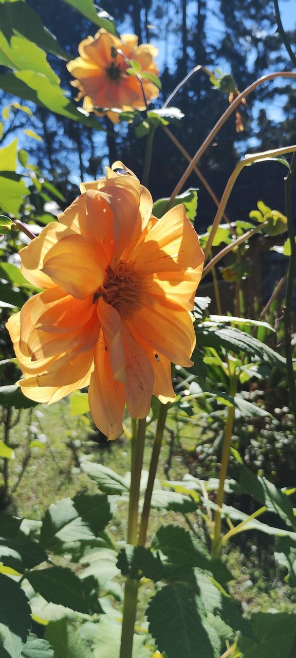 Dahlia pinnata