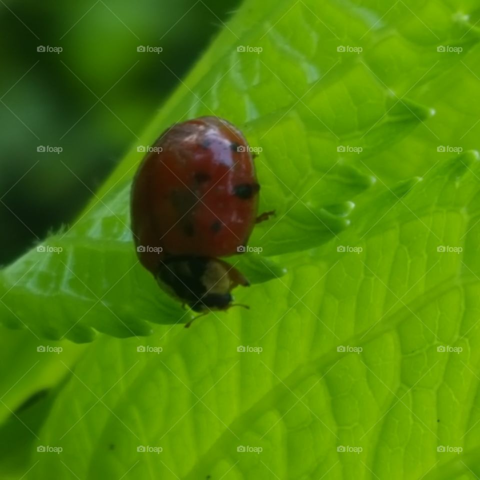 ladybug