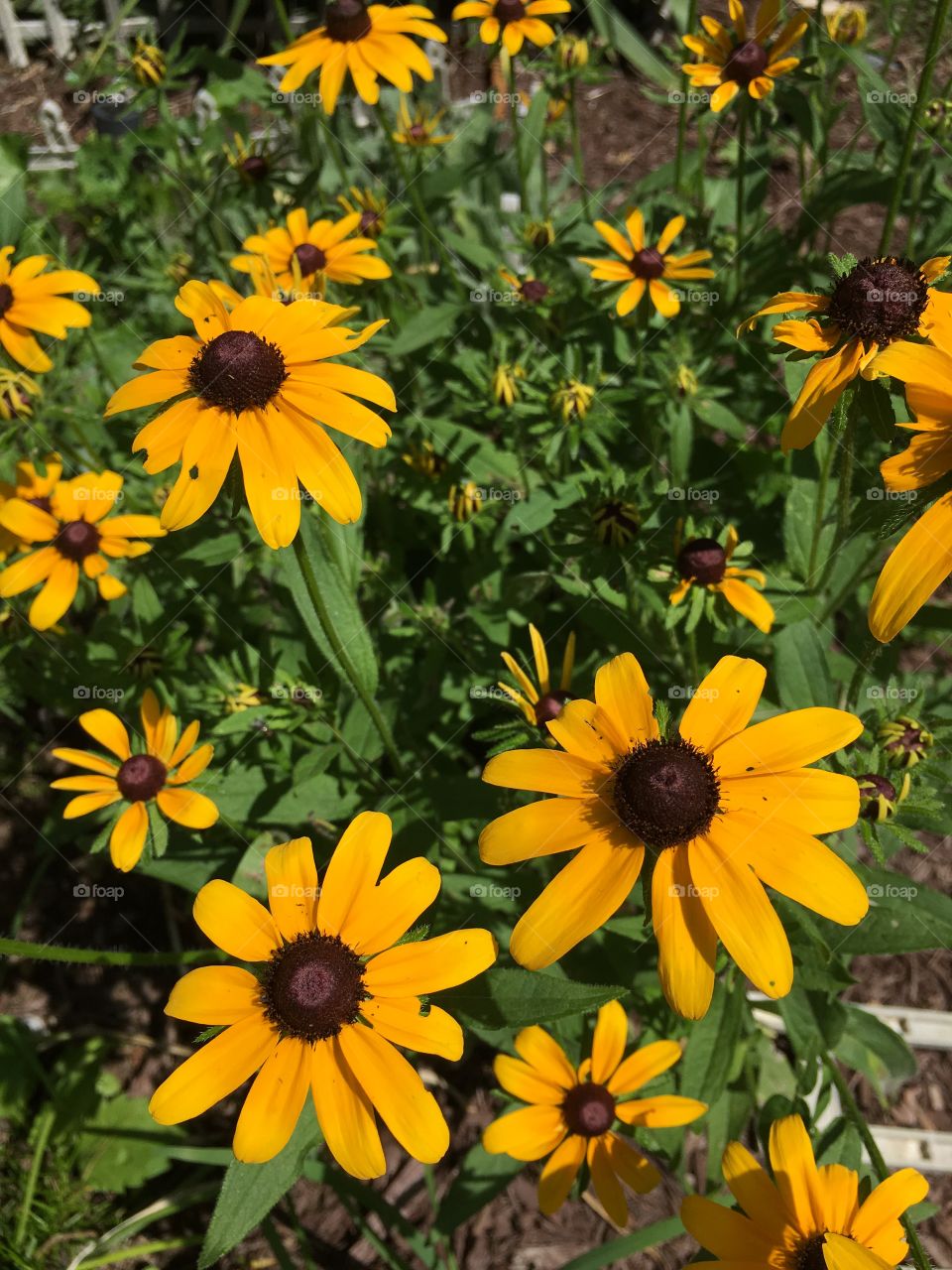 Black-eyed Susans