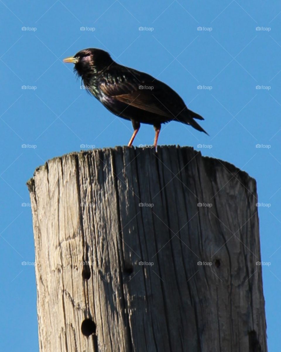 Bird on Street Light Pole