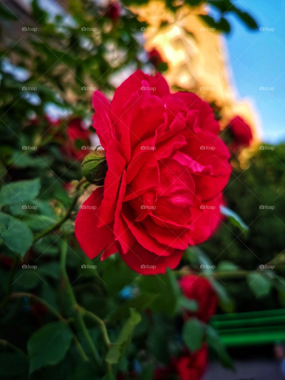summer color fresh day flower plant nature Red
