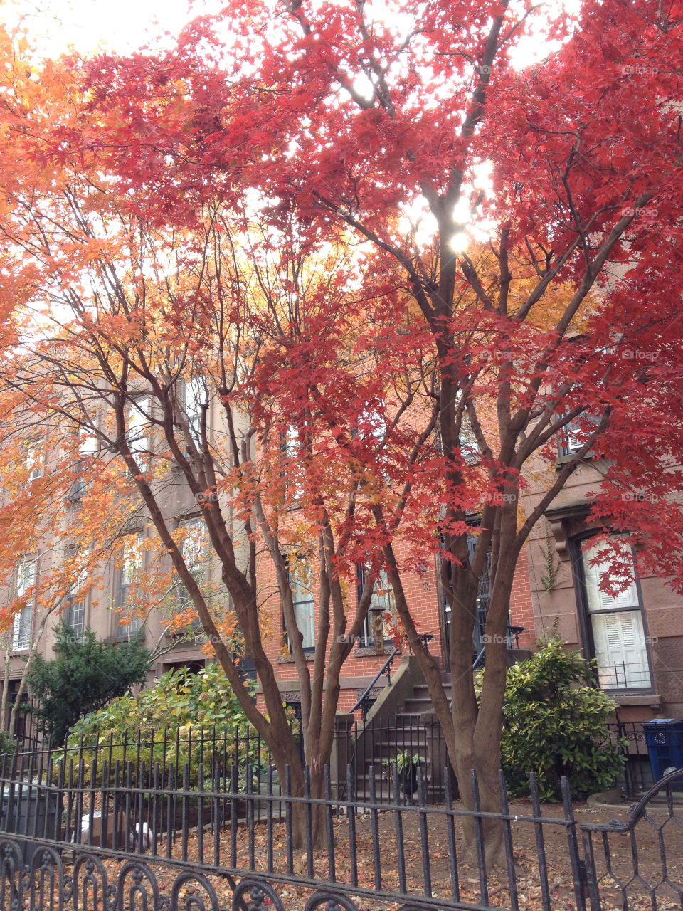 nature trees autumn beauty by michaella