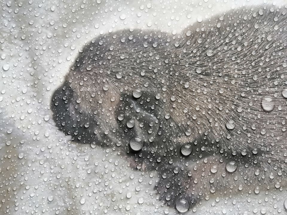 A  sleeping 4-day old puppy