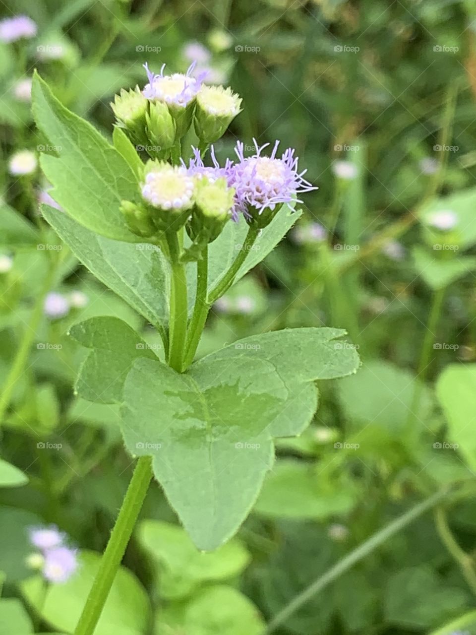 Plants around us.