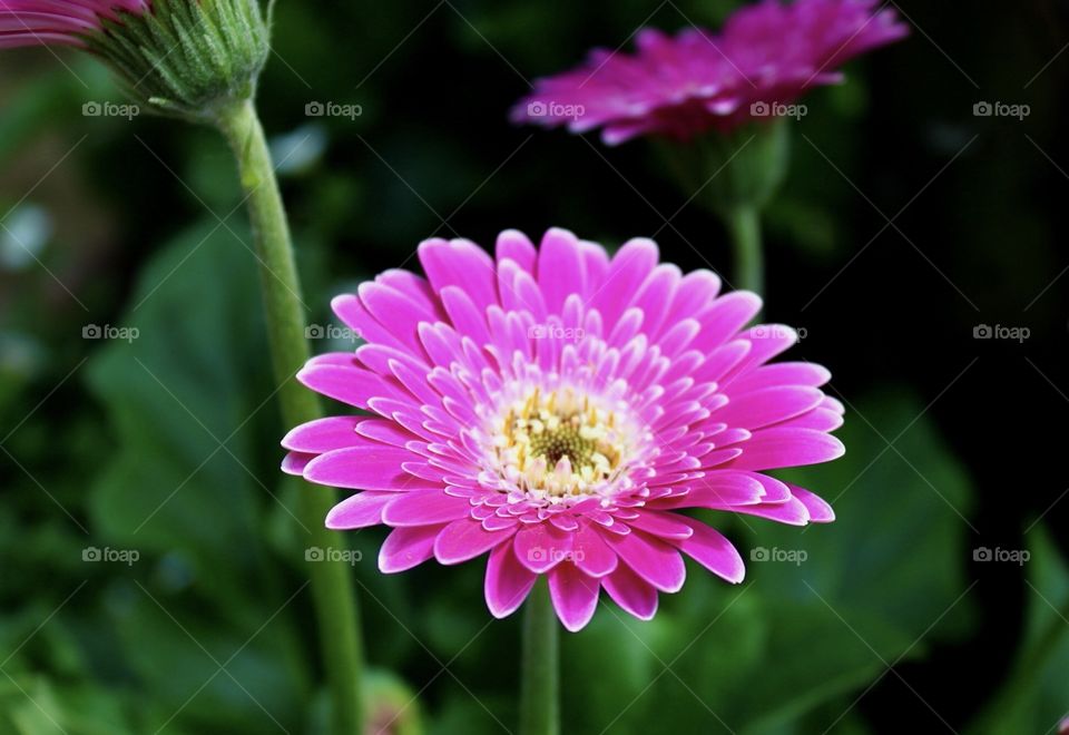 Gerbera Daisy