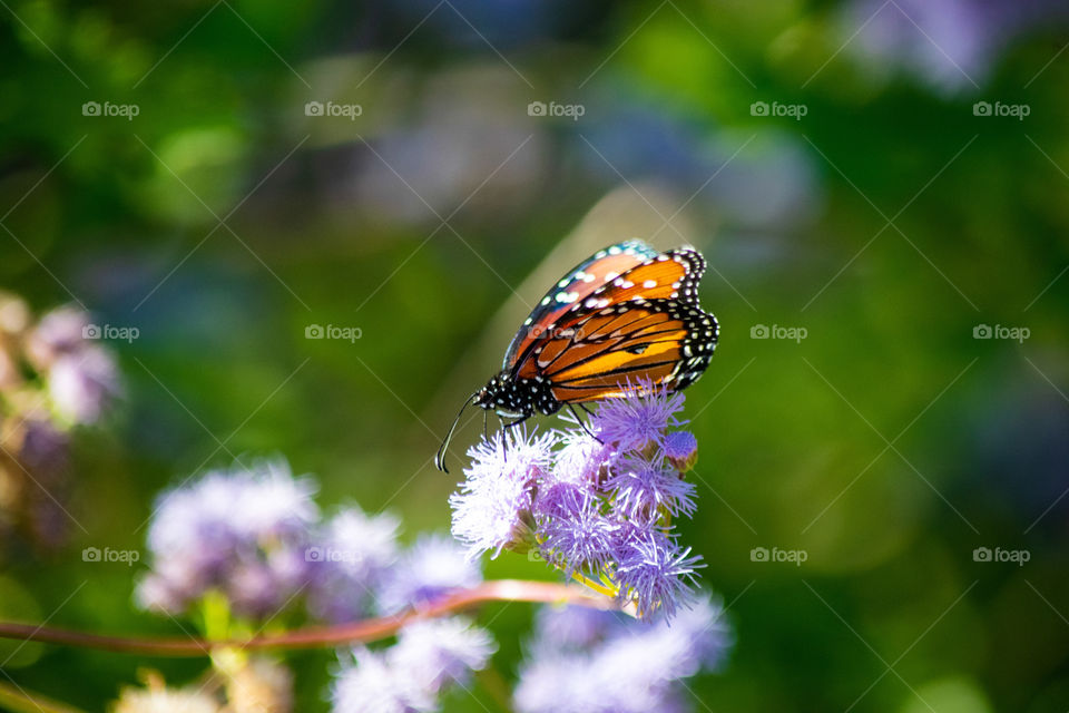 A butterfly feeding on nectar.