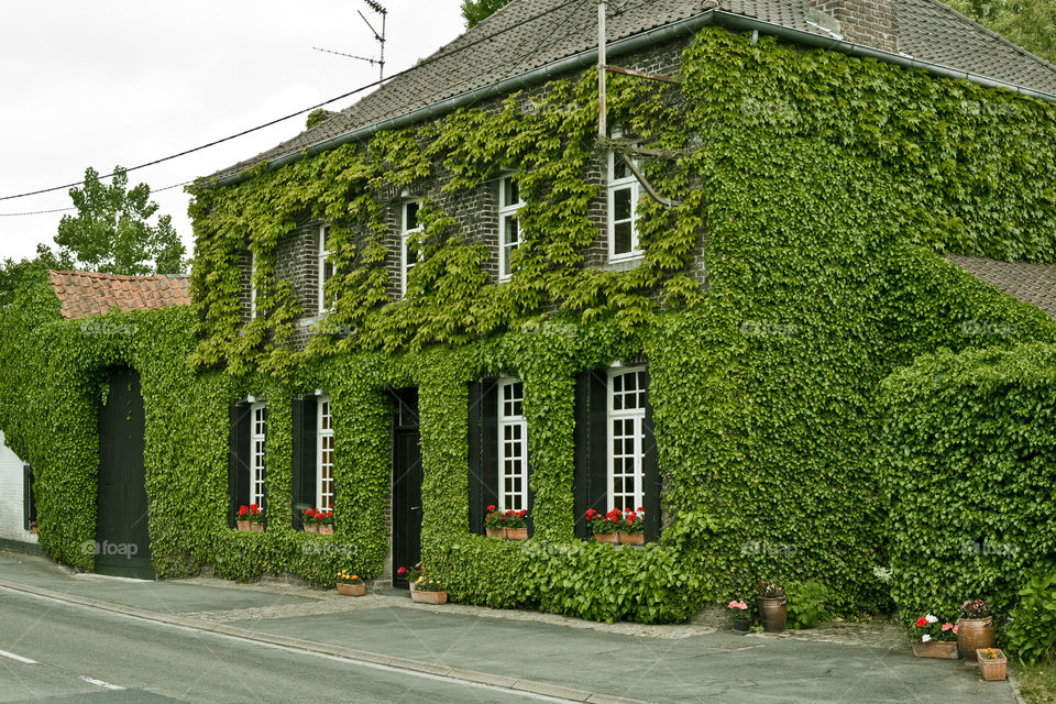 nature take over, wall house exterior covered by green leaves