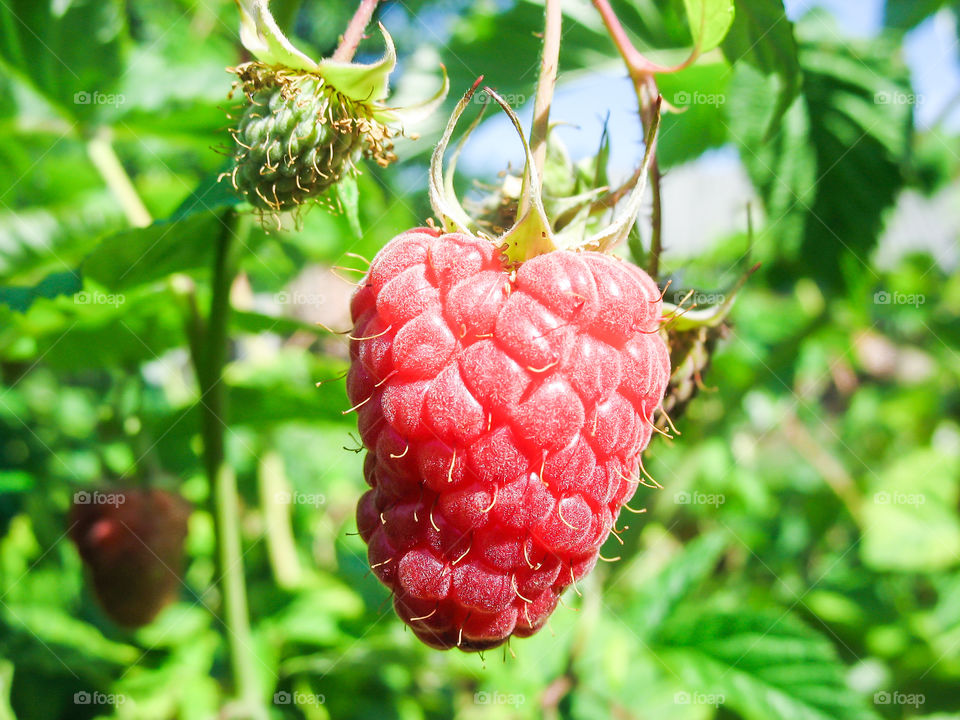 Closeup of fresh and ripe raspberries fruits on the branch in the garden.