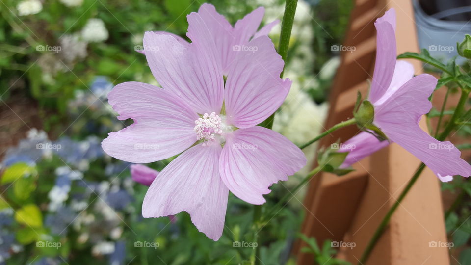 lacy purple