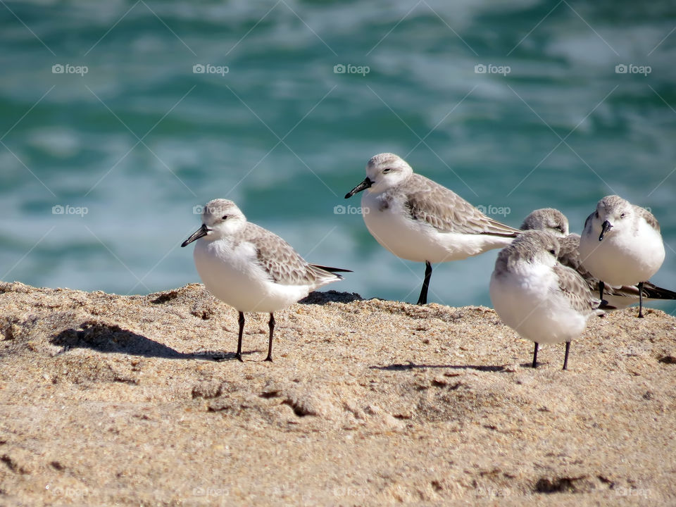 Sanderling Shore Birds on the Beach . Small Sanderling shore birds on the sand at the water's edge on a beach in Florida