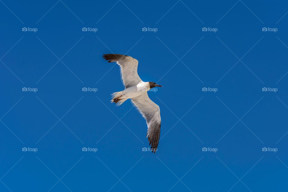Herring Gull in flight against beautiful clear blue sky