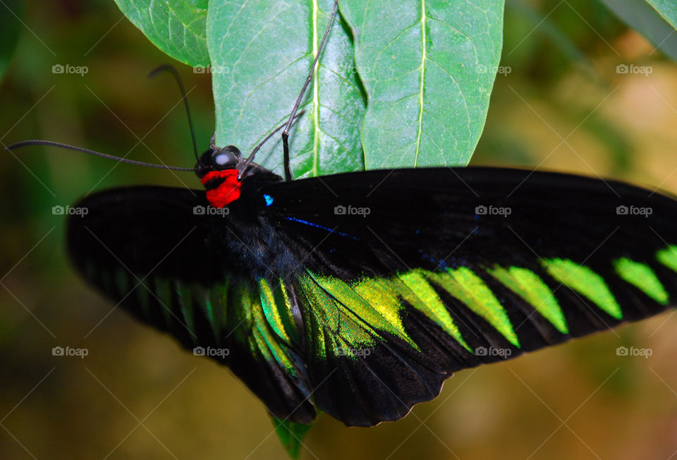 green black color butterfly by paullj