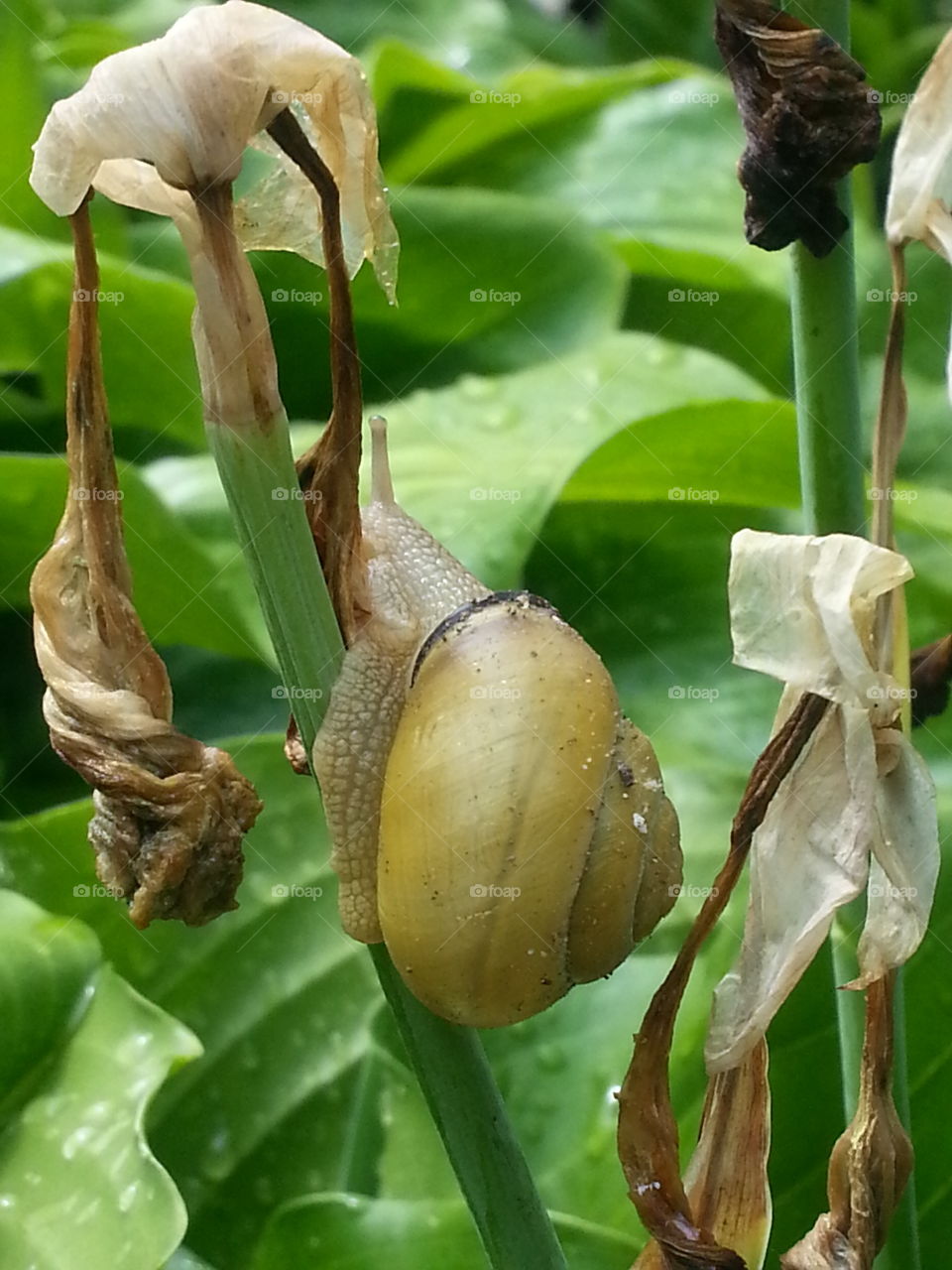 garden snail. a snail climbing a plant