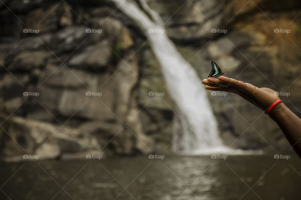 butterfly enjoying waterfall