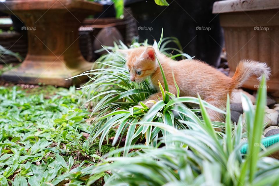 kitten playing in a garden