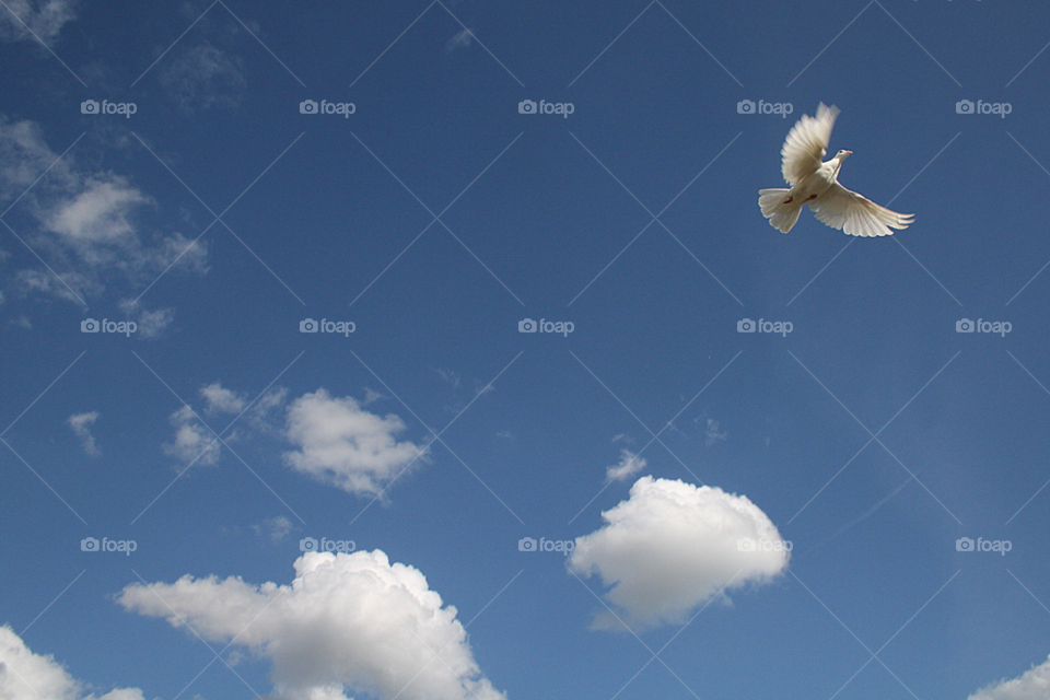 wedding blue sky peace dove by leonbritton123