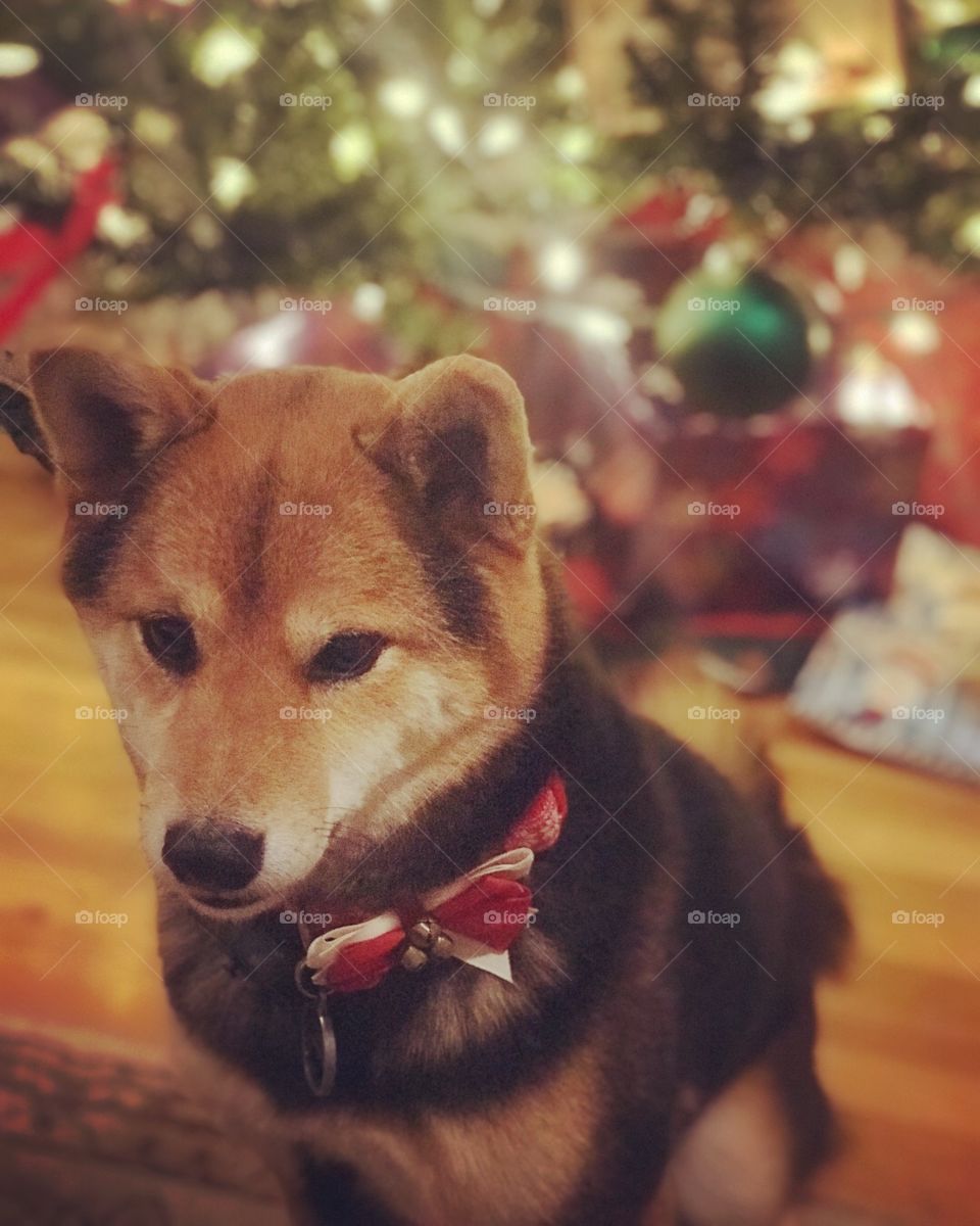 Holiday doggo