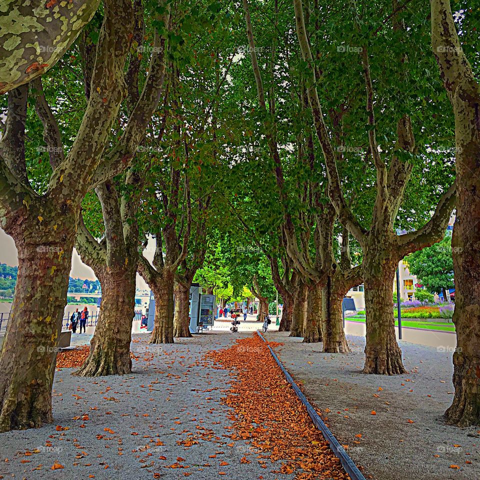 Koblenz Patk in Germany