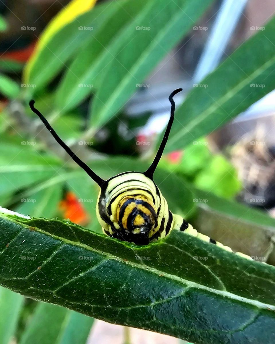 A caterpillar is eating away at an asclepcia leaf. This one will turn into a Monarch butterfly. It's yellow and black stripes stand out against the green leaves.
