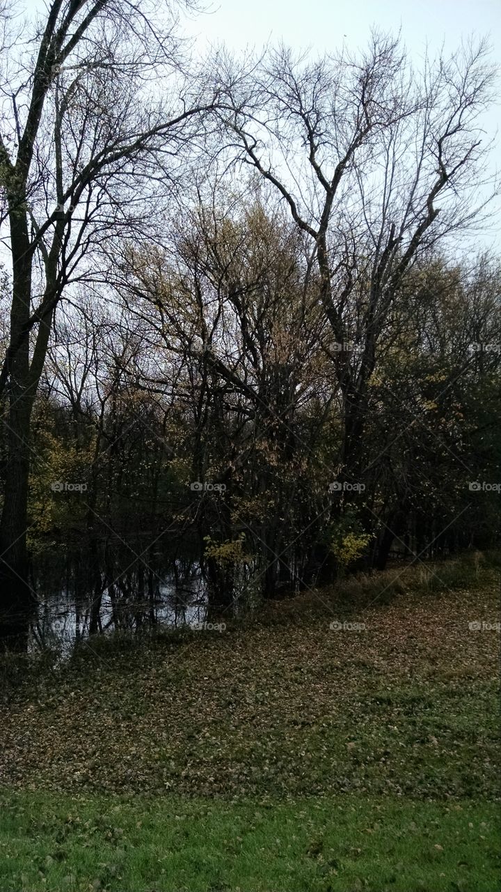 Tree, Landscape, Nature, Wood, No Person