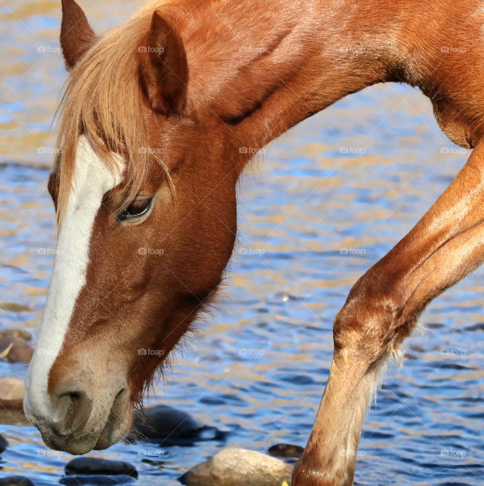 Wild Horse at Salt River