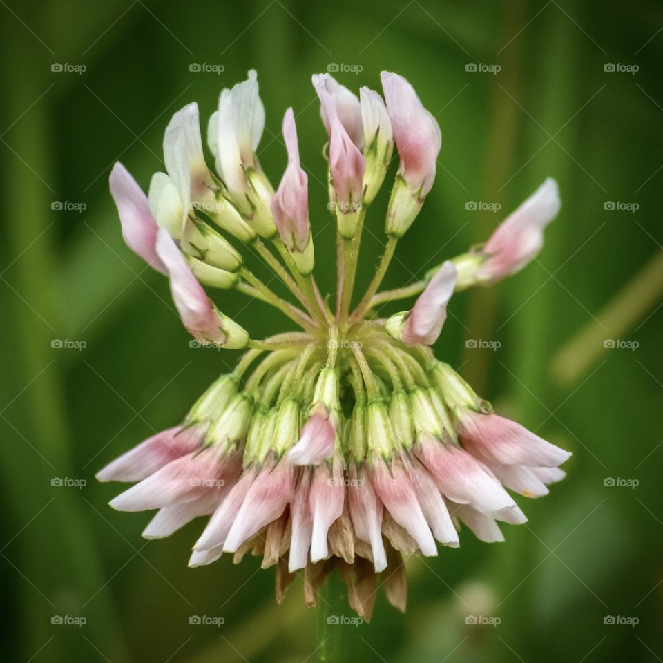 Closeup of a white clover bloom, a native species in North Carolina. Raleigh. 