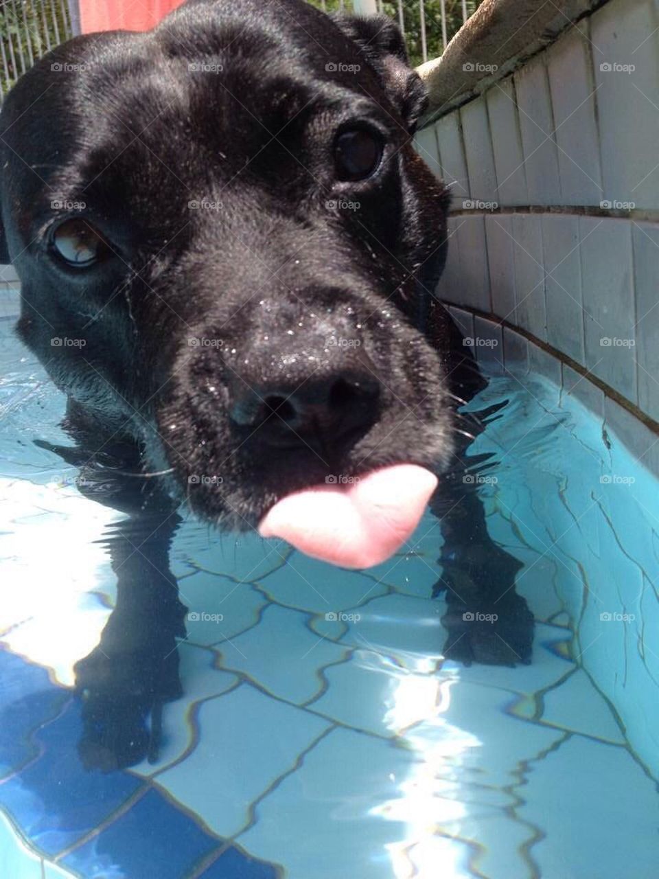 Staffy in the pool