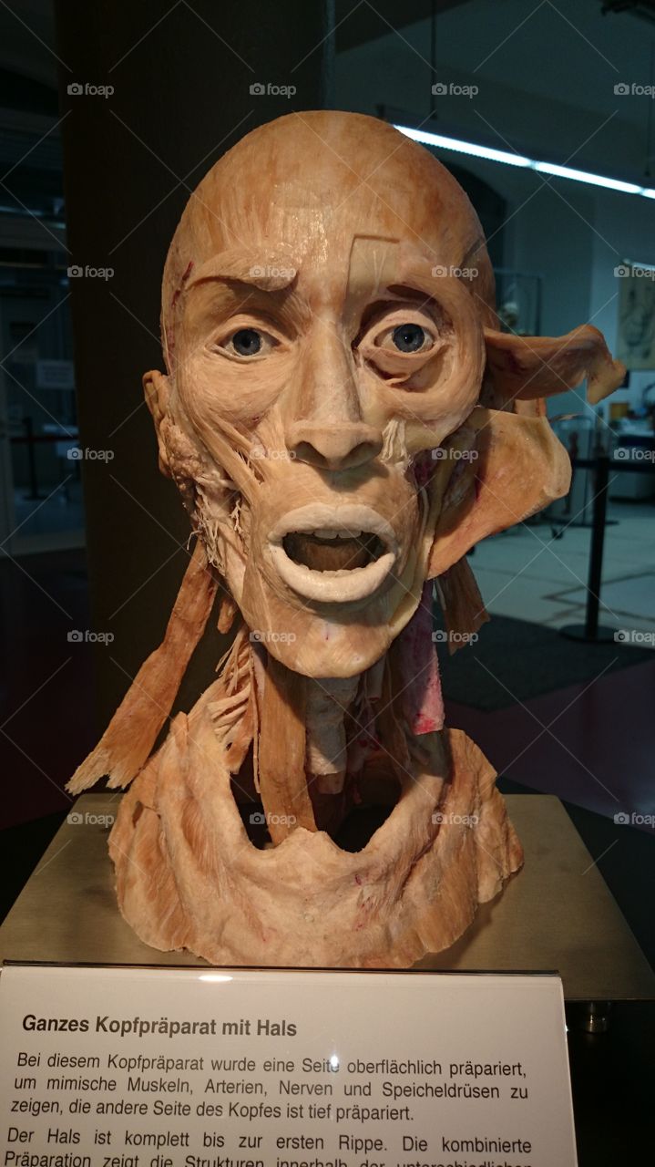 People, Man, One, Adult, Portrait