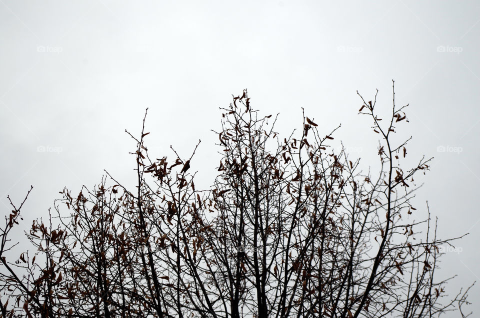 Low angle view of tree silhouette against sky in Berlin, Germany.