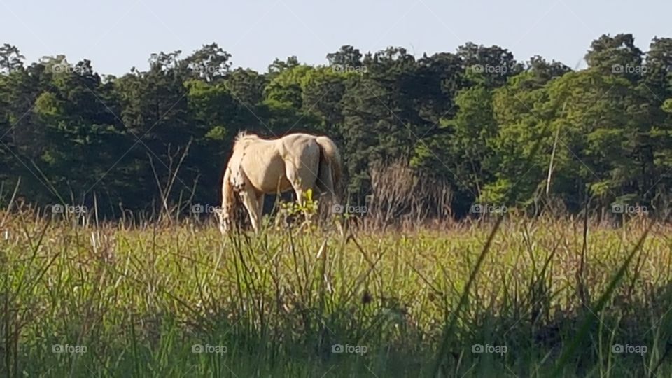 horse