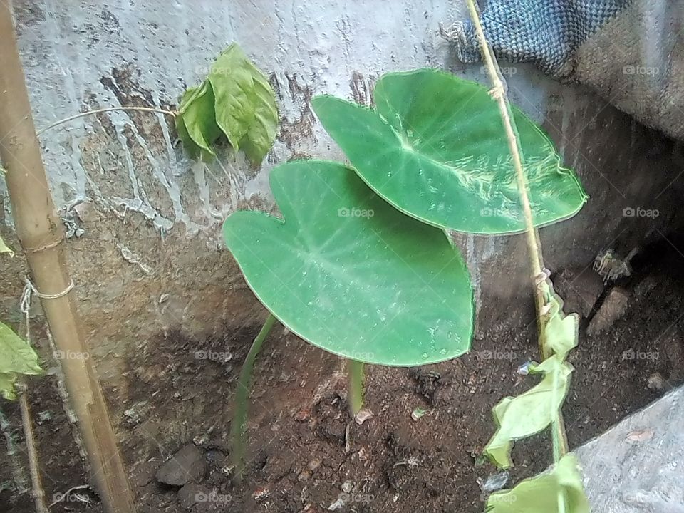 chammagadda leaves (very good for health)