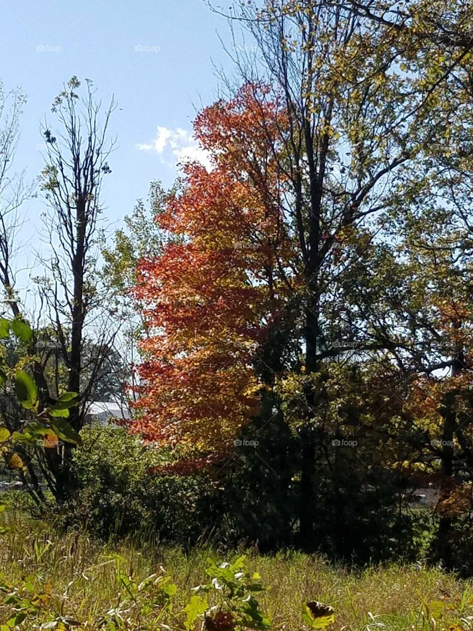 That's quite a tree.