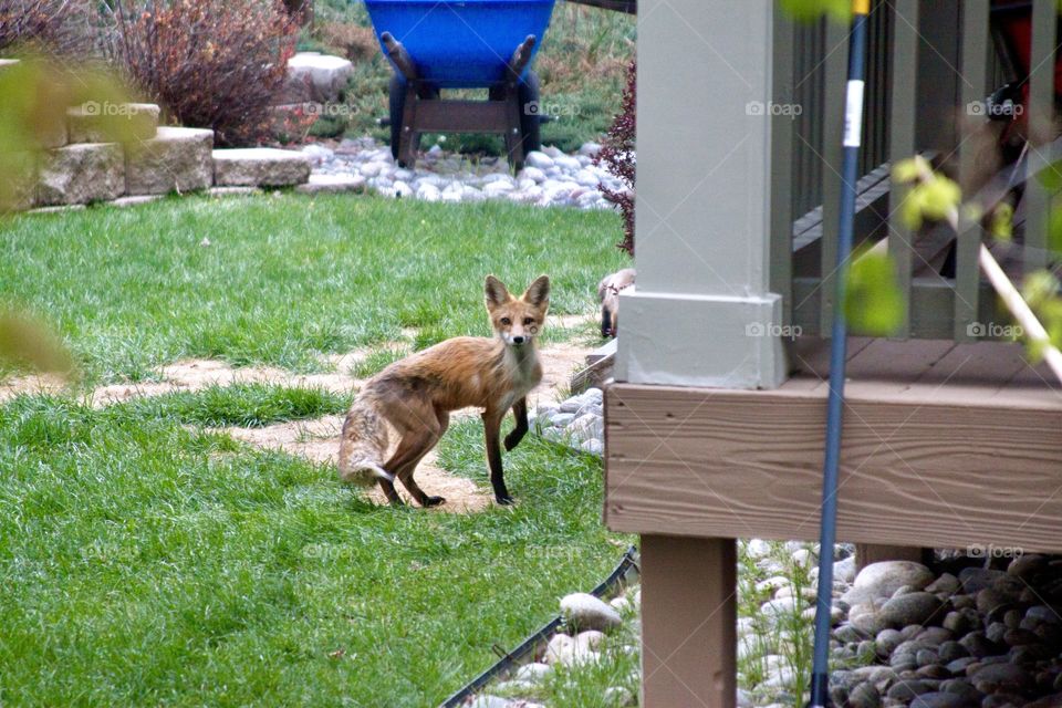 Red fox in a backyard