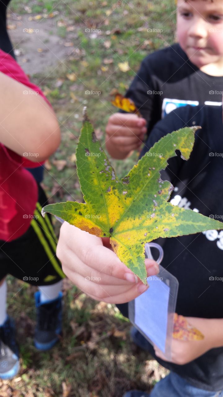fall leaf- yellow & green