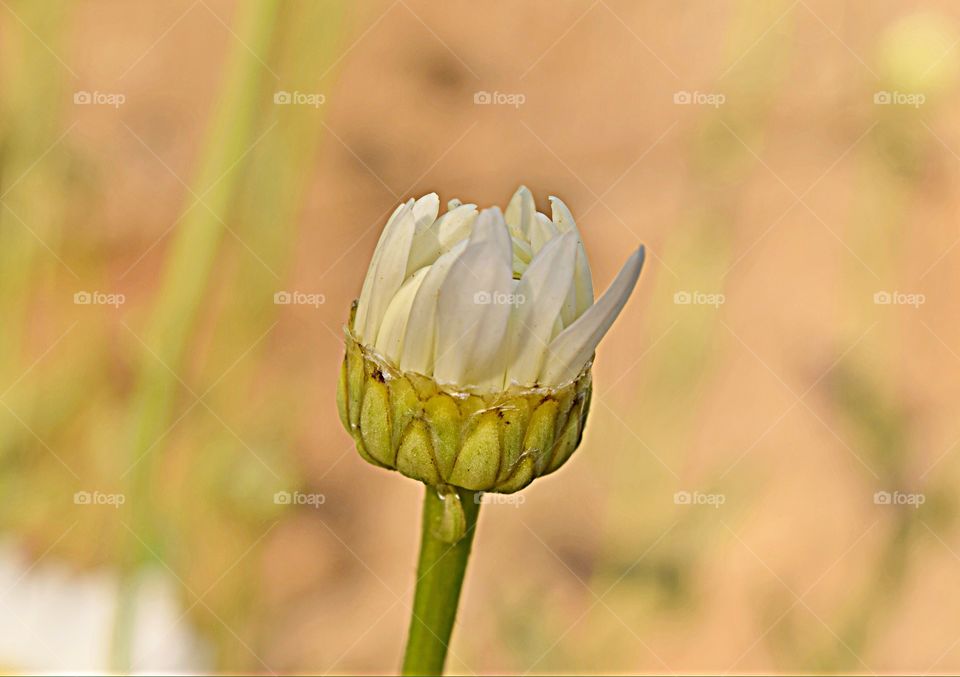 Close-up of flower bud