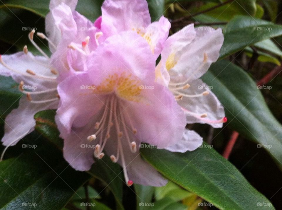 Rhododendron flower.