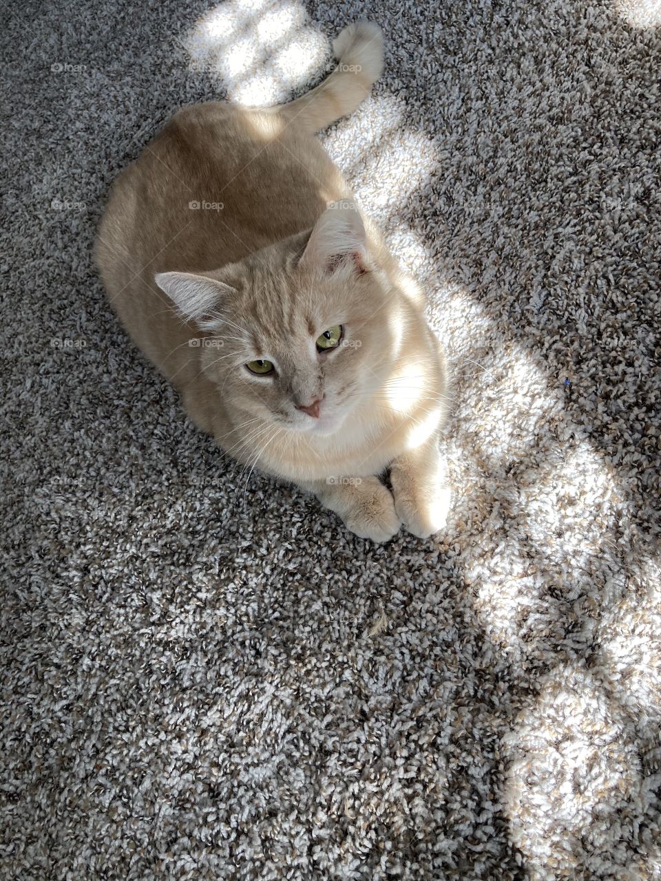 Orange cat in sun on carpet