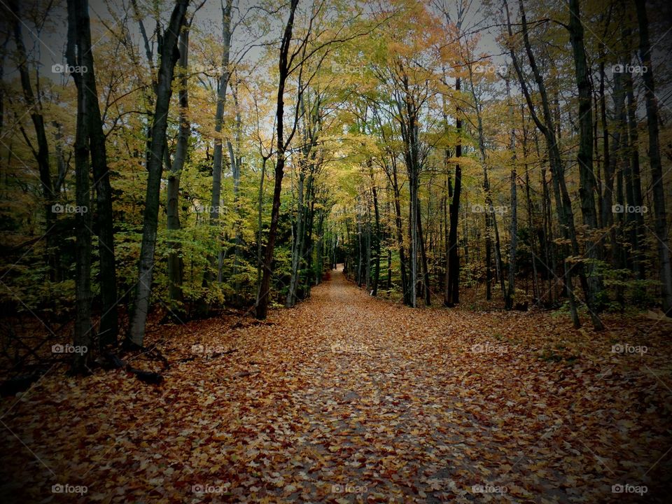 Northern Michigan 