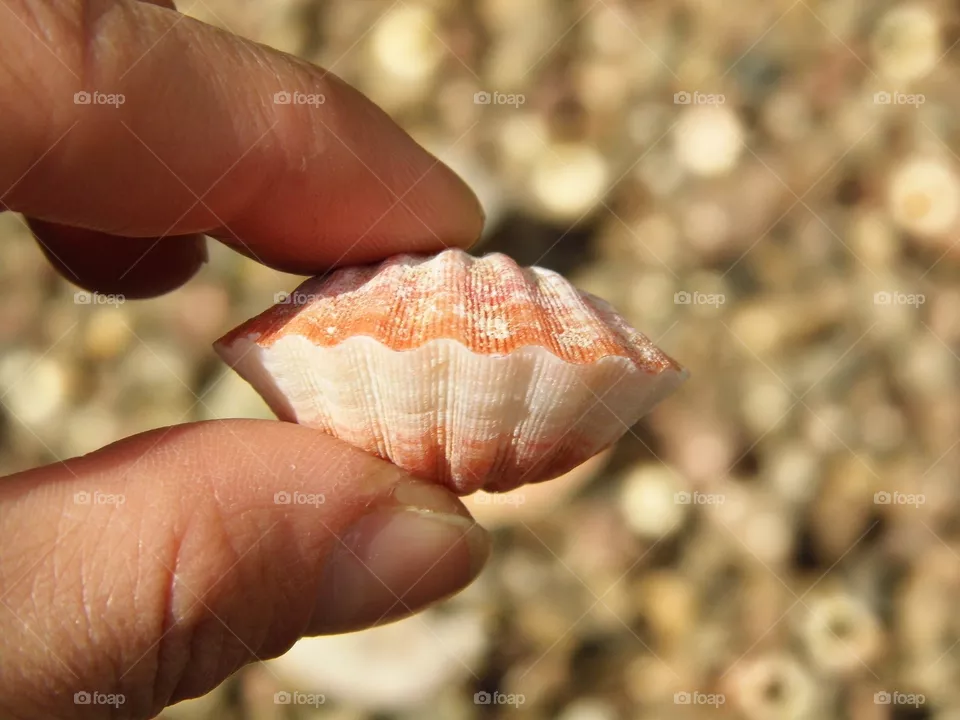 shell