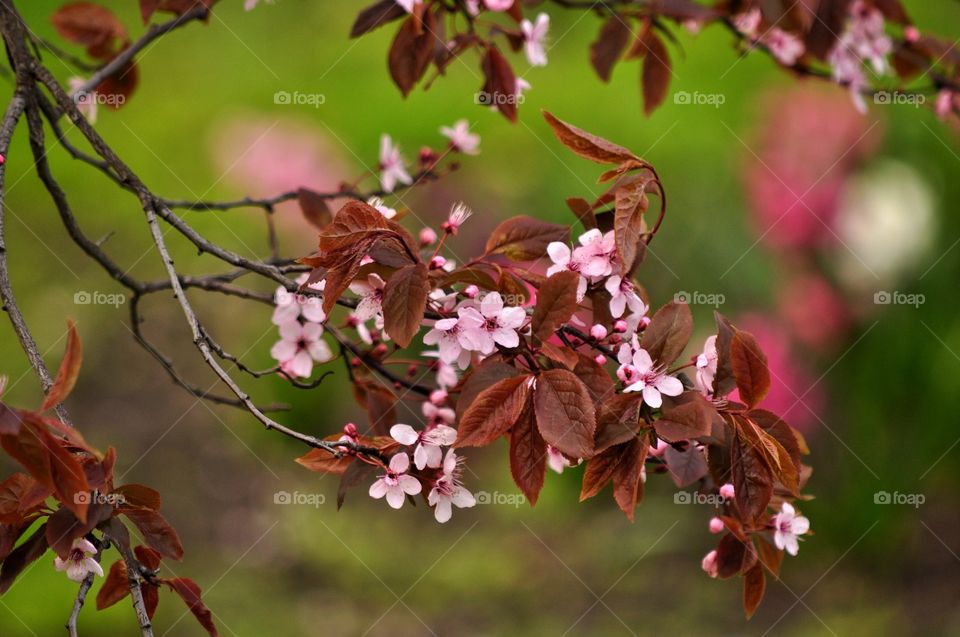 Nature, Flower, Leaf, Tree, Flora