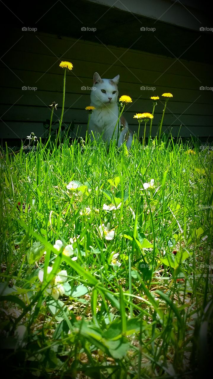 king of the countryside