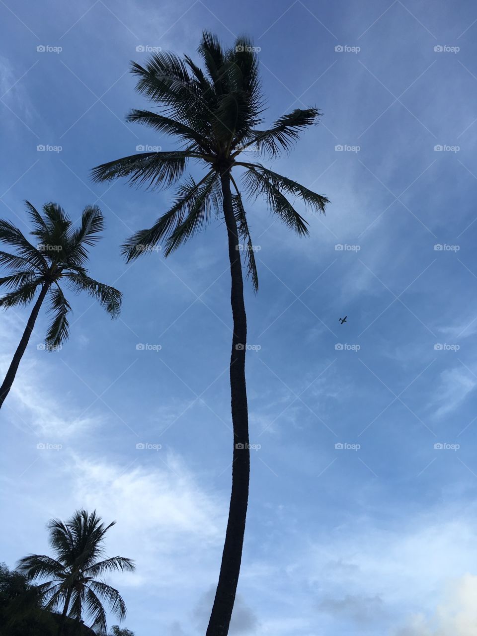 airplain under palms 