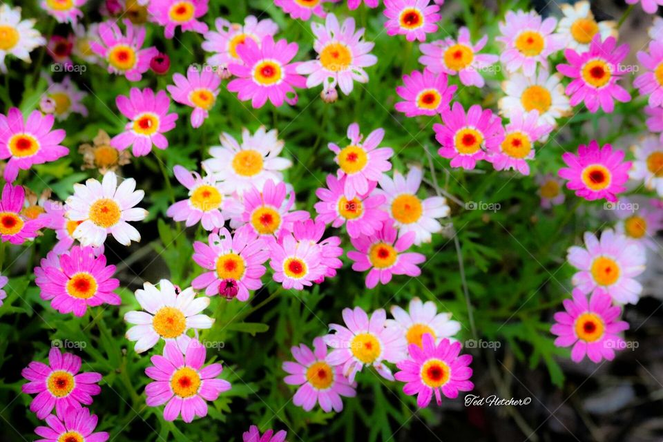 Landscape Bouquet