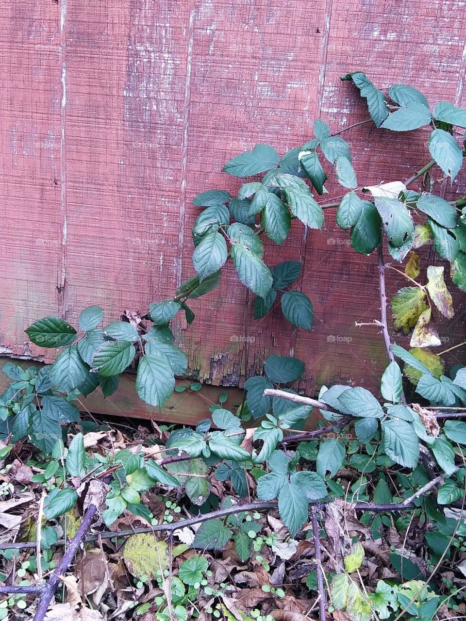 weeds near an old barn