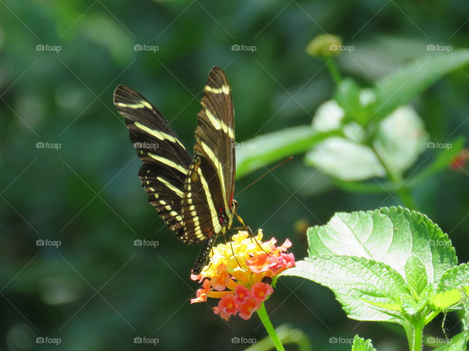 Zebra longwing