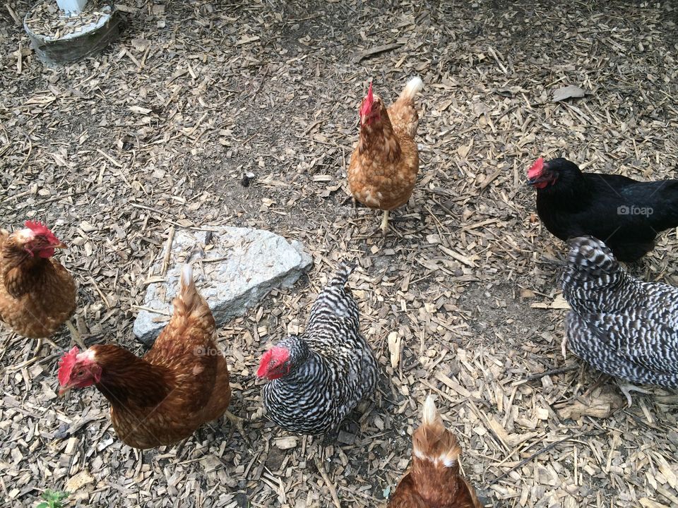 Free range chickens 