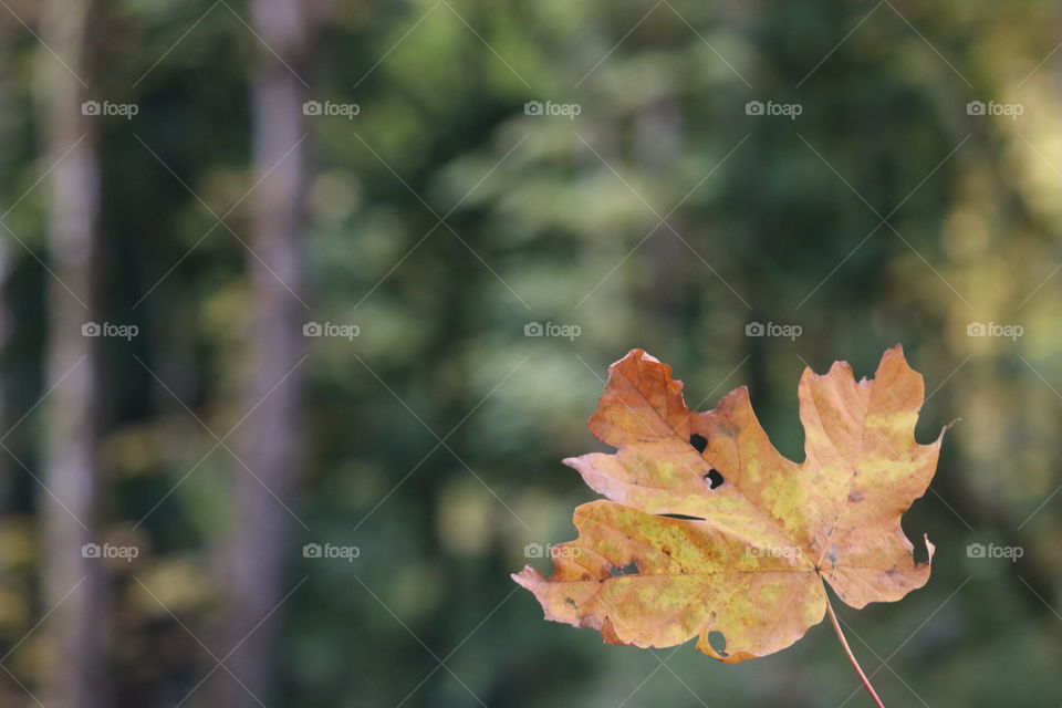 Falling leaf n autumn 